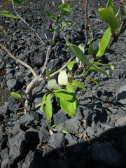 Populus suaveolens