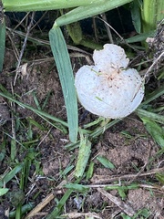 Neolentinus lepideus