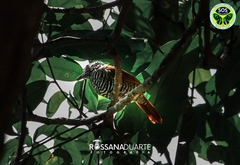 Thamnophilus palliatus