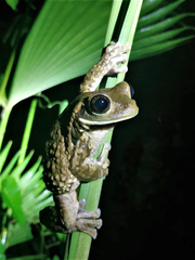 Trachycephalus vermiculatus