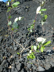 Populus suaveolens