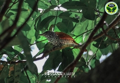 Thamnophilus palliatus