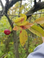 Malus baccata