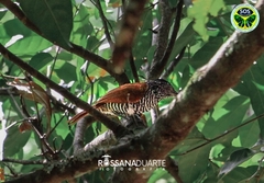 Thamnophilus palliatus