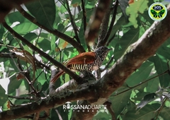 Thamnophilus palliatus