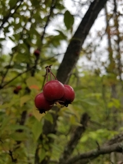 Malus baccata