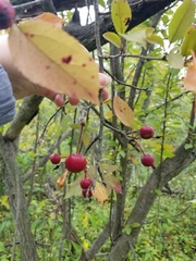 Malus baccata