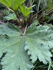 Gunnera tinctoria