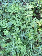 Callirhoe involucrata
