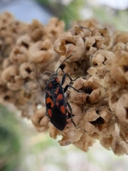 Spilostethus saxatilis