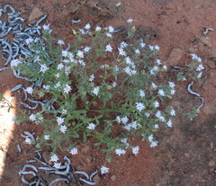 Phyllopodium