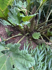 Gunnera tinctoria