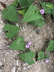 Ipomoea cordatotriloba