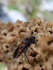 Spilostethus saxatilis