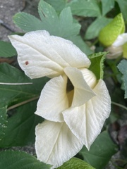 Momordica cochinchinensis