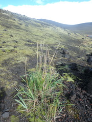 Leymus ajanensis