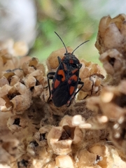 Spilostethus saxatilis