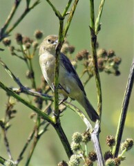 Sporophila pileata