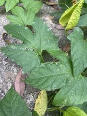 Momordica cochinchinensis