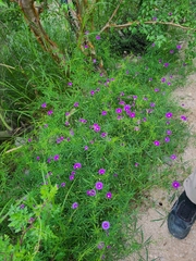 Ipomoea ternifolia