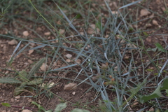 Elymus pycnanthus