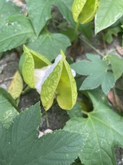 Momordica cochinchinensis