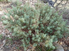 Thymelaea tinctoria