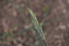 Elymus pycnanthus