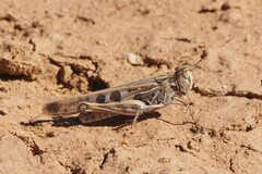 Chortoicetes terminifera