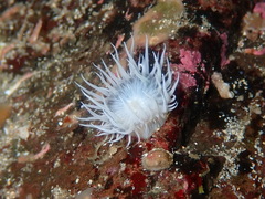 Actinothoe sphyrodeta