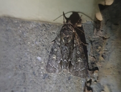 Acronicta adaucta