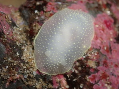Cadlina laevis
