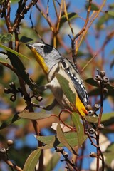 Pardalotus punctatus