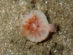 Caryophyllia