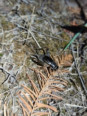 Velarifictorus micado