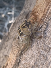 Megatibicen dealbatus