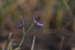 Delphinium peregrinum