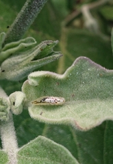 Arthropoda