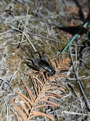 Velarifictorus micado