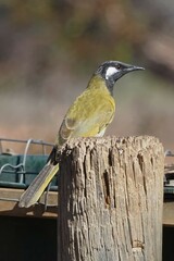 Nesoptilotis leucotis