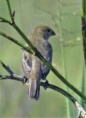 Sporophila pileata