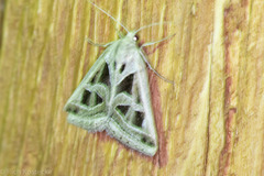 Callistege diagonalis