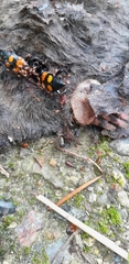 Nicrophorus vespilloides