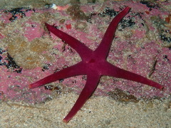 Henricia