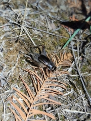 Velarifictorus micado