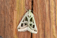 Callistege diagonalis