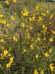 Bidens trichosperma