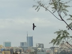 Milvus migrans parasitus