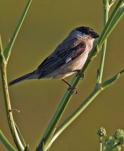 Pearly-bellied Seedeater (Sporophila pileata), photo 5