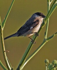 Sporophila pileata